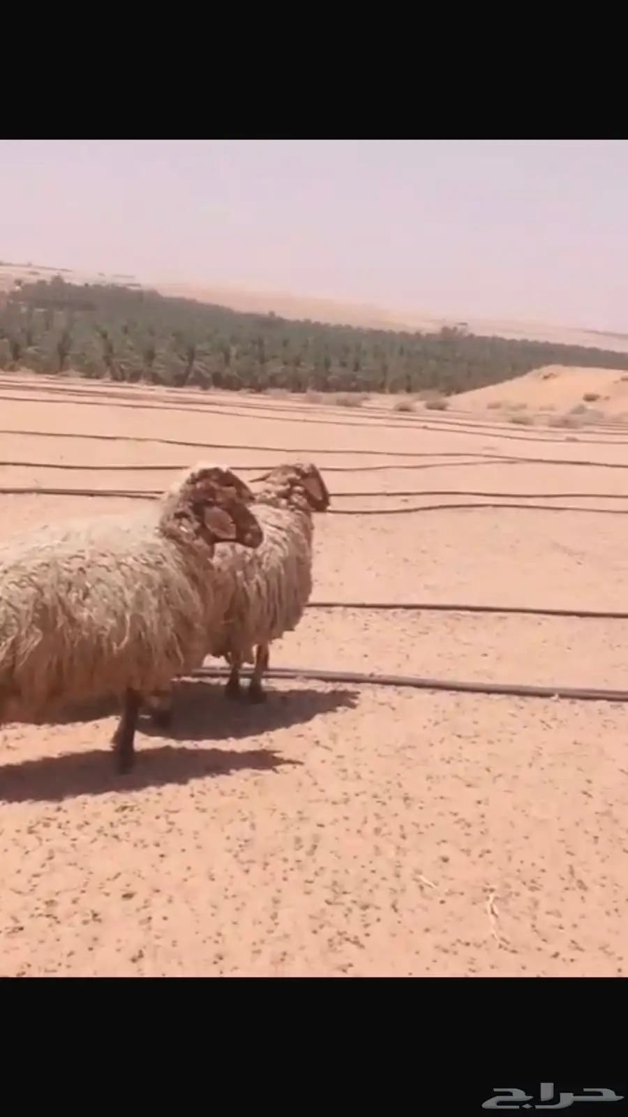 شياة نعيمية 0