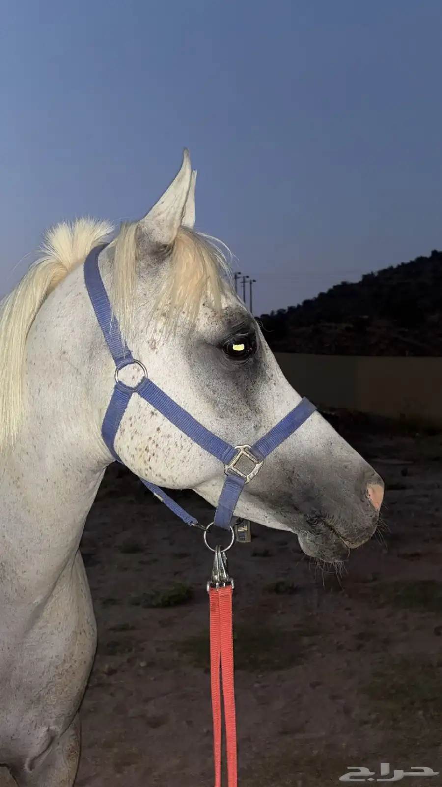 حصان واهو 1
