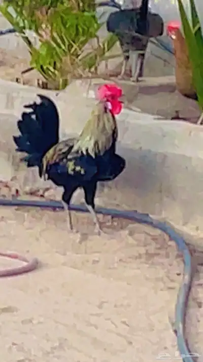 ديك فخم للبيع مكة المكرمة 0