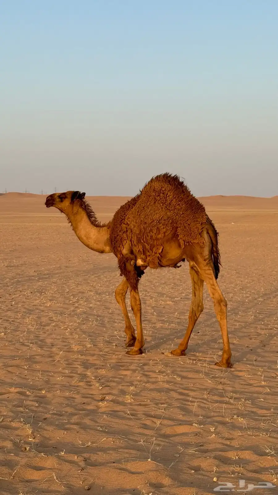 قعود سمين جدا 2