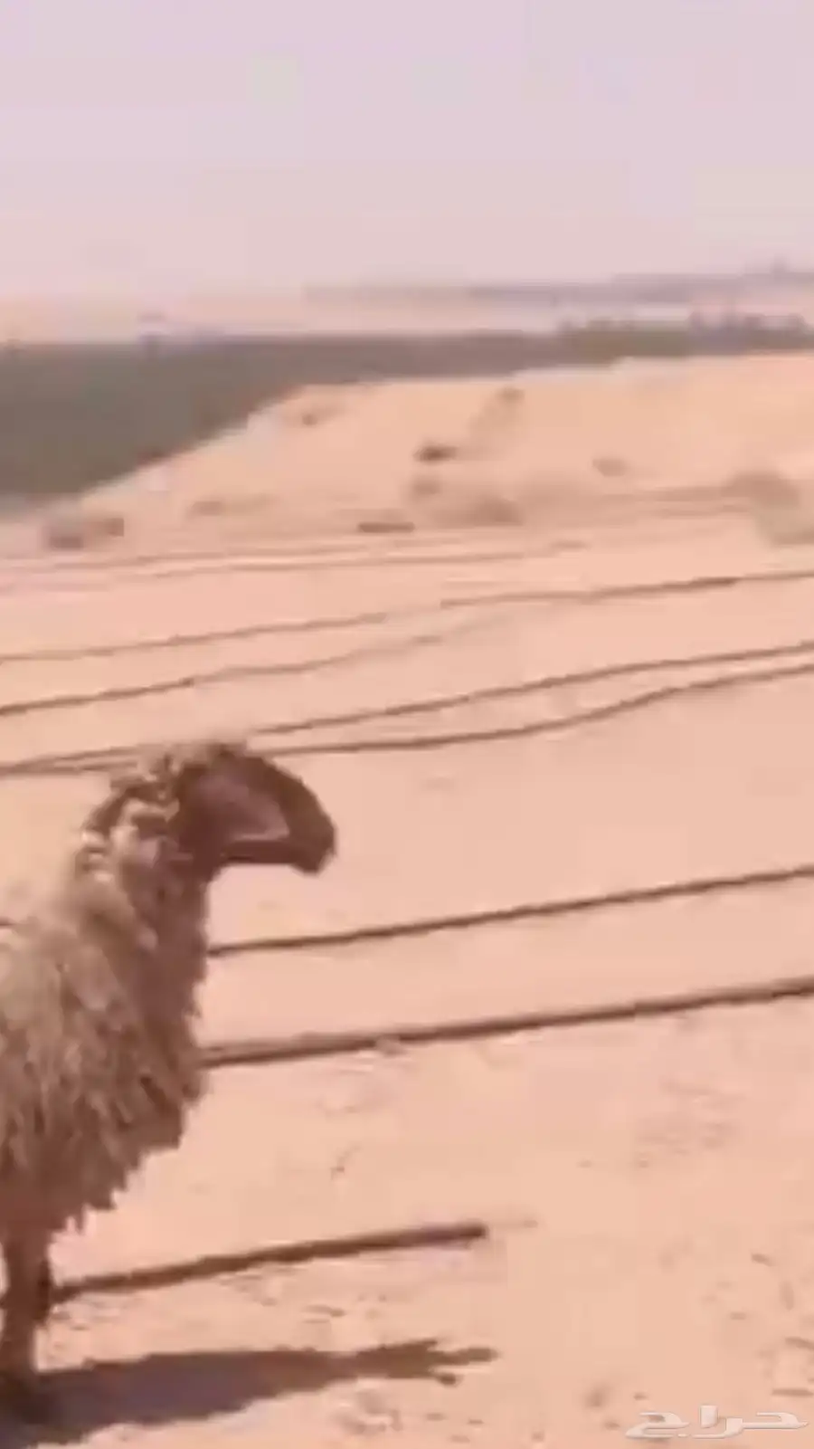 شياة نعيمية 1