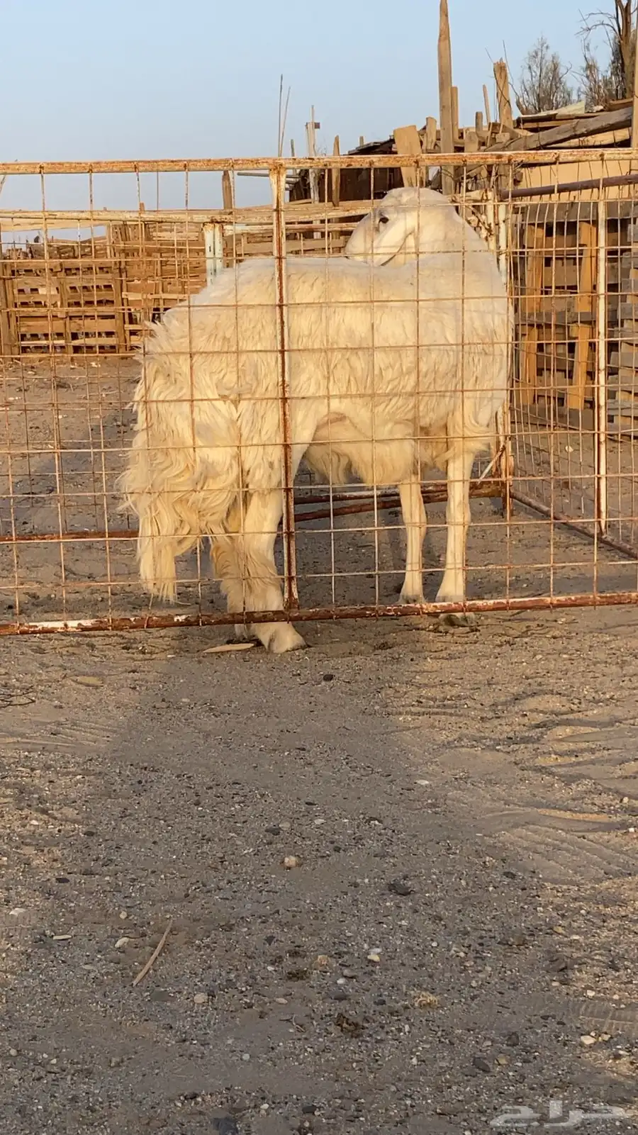 فحل حري فحول حريه جذع ورباع 3