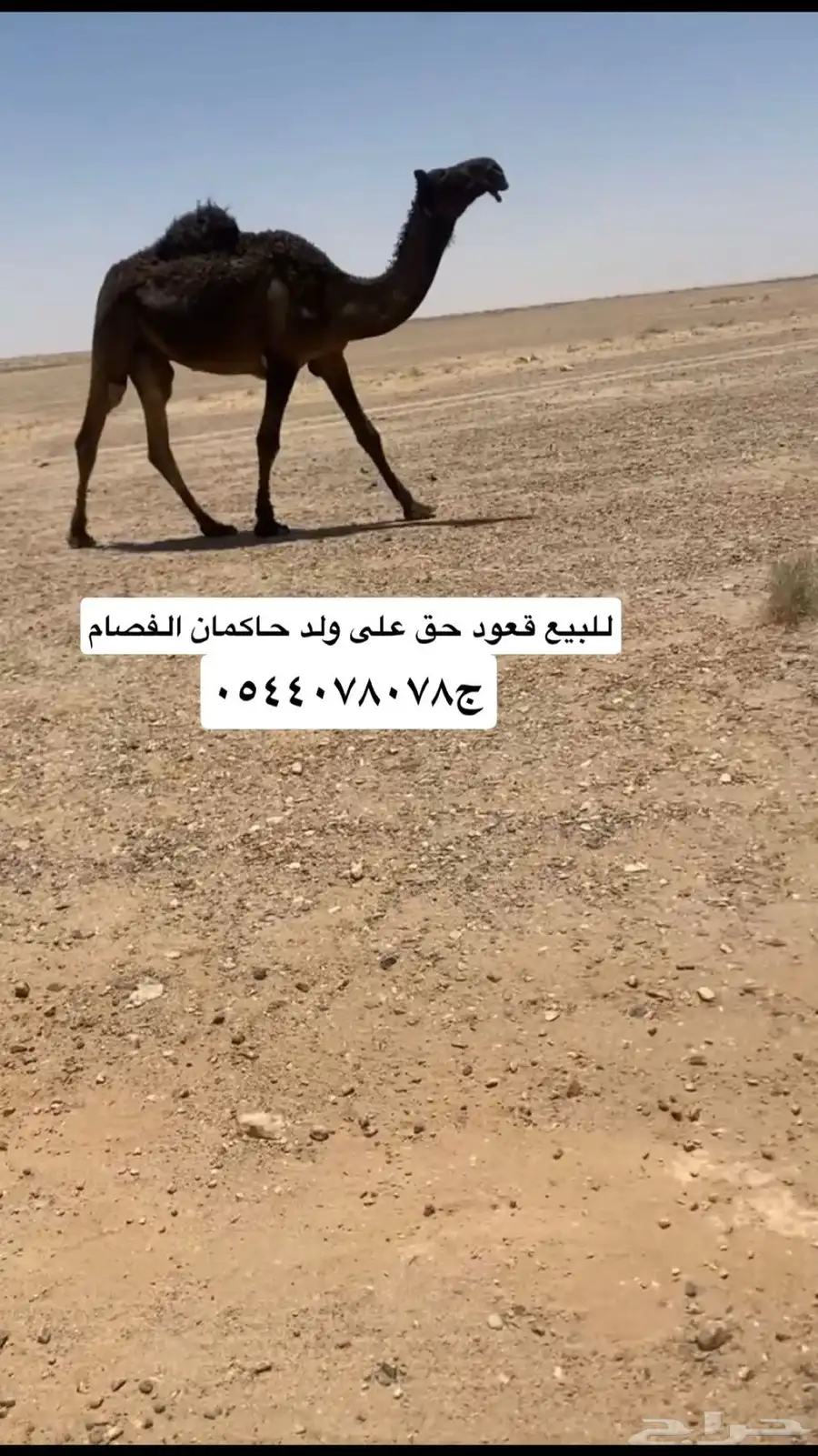 للبيع قعود مجهم حق على حكمان الفصام 0