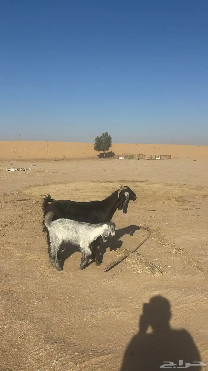 معزا على واحد تم البيع 1