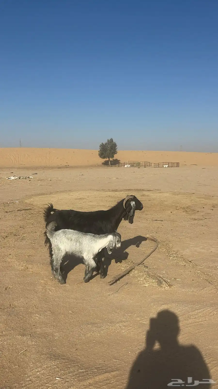 معزا على واحد تم البيع 1