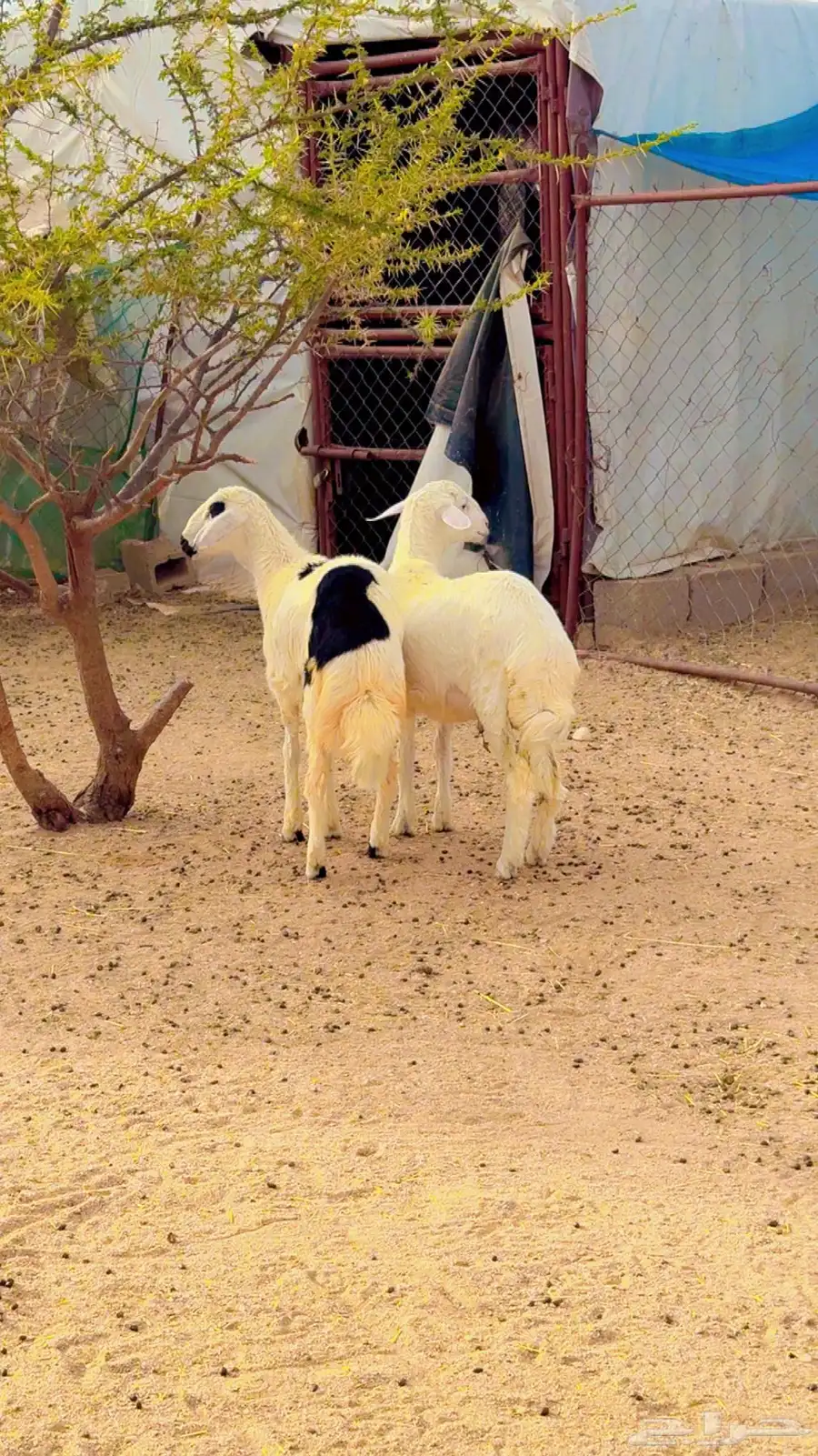 خرفان للبيع 1