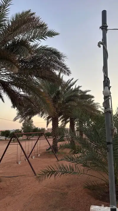 نخل للبيع 4