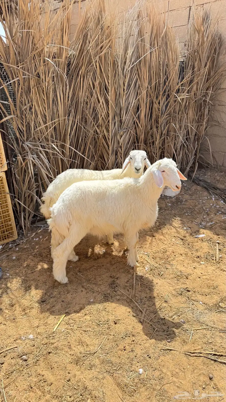 خرفان 0