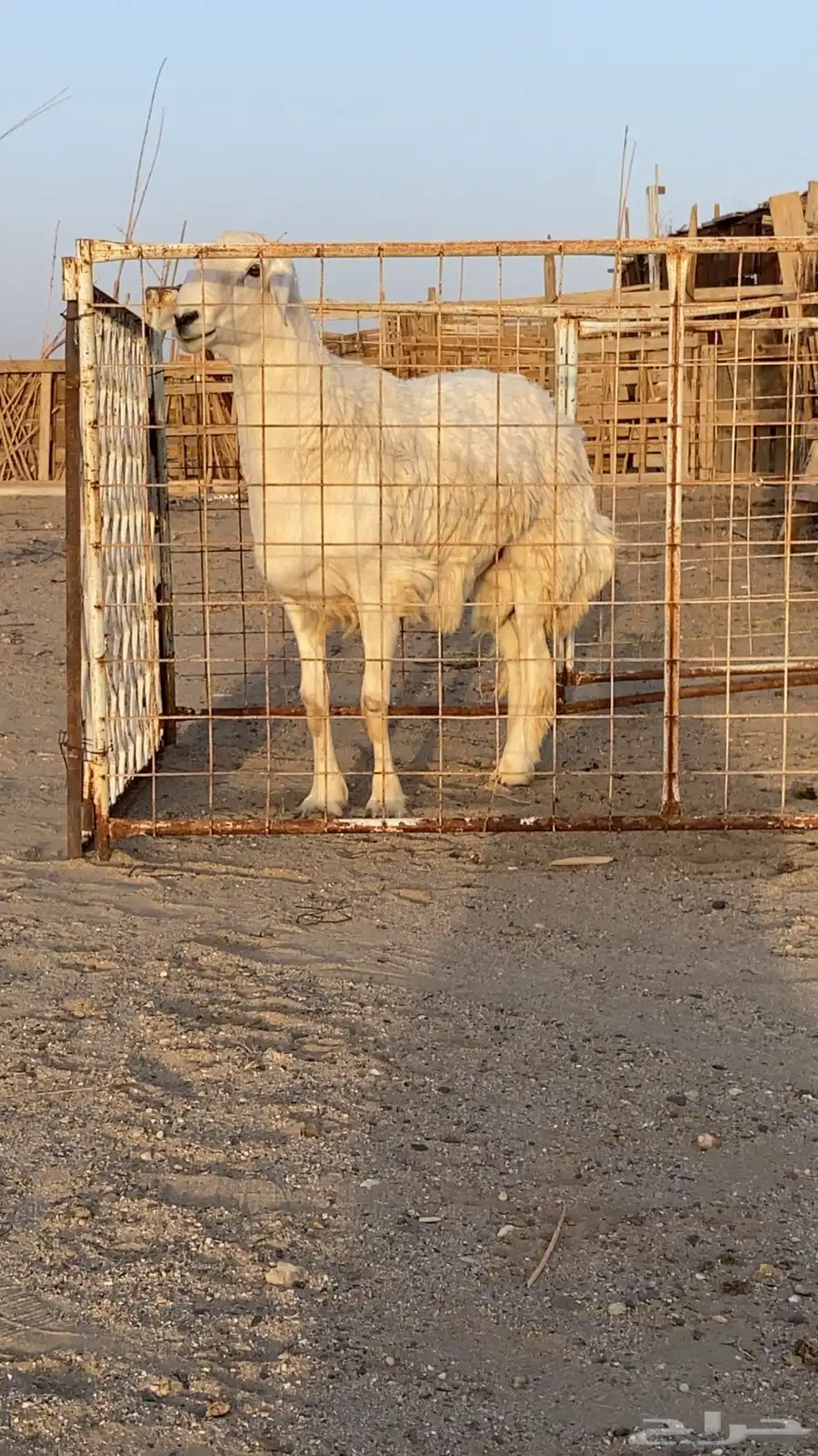 فحل حري فحول حريه جذع ورباع 4