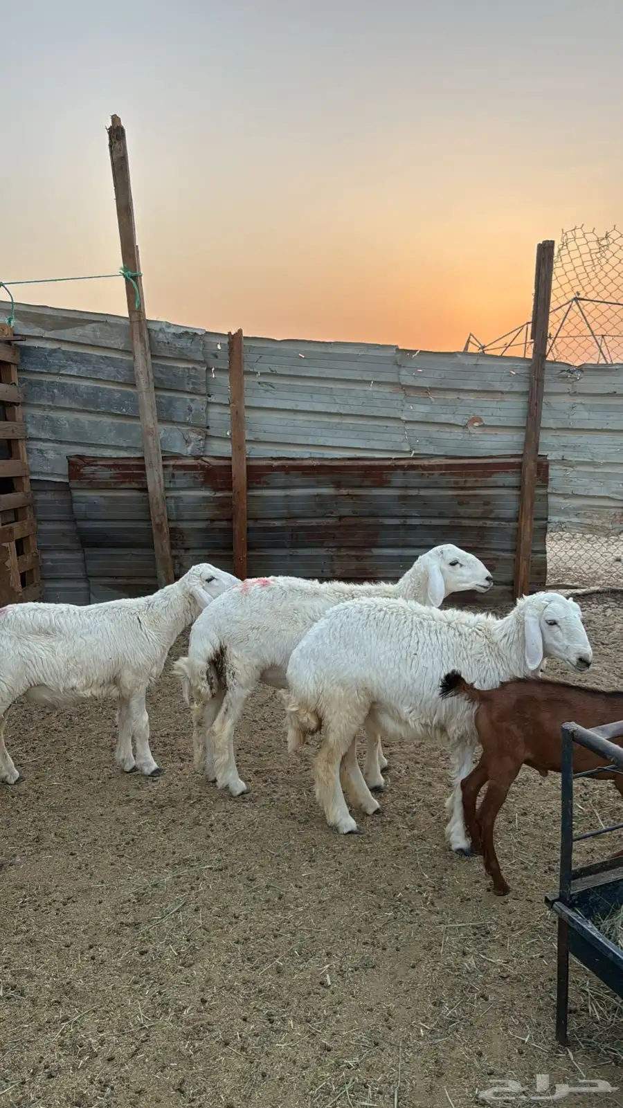 خرفان 0