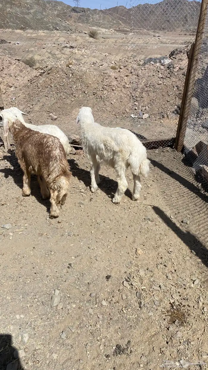 خرفان تربيه وجفره داغور 6