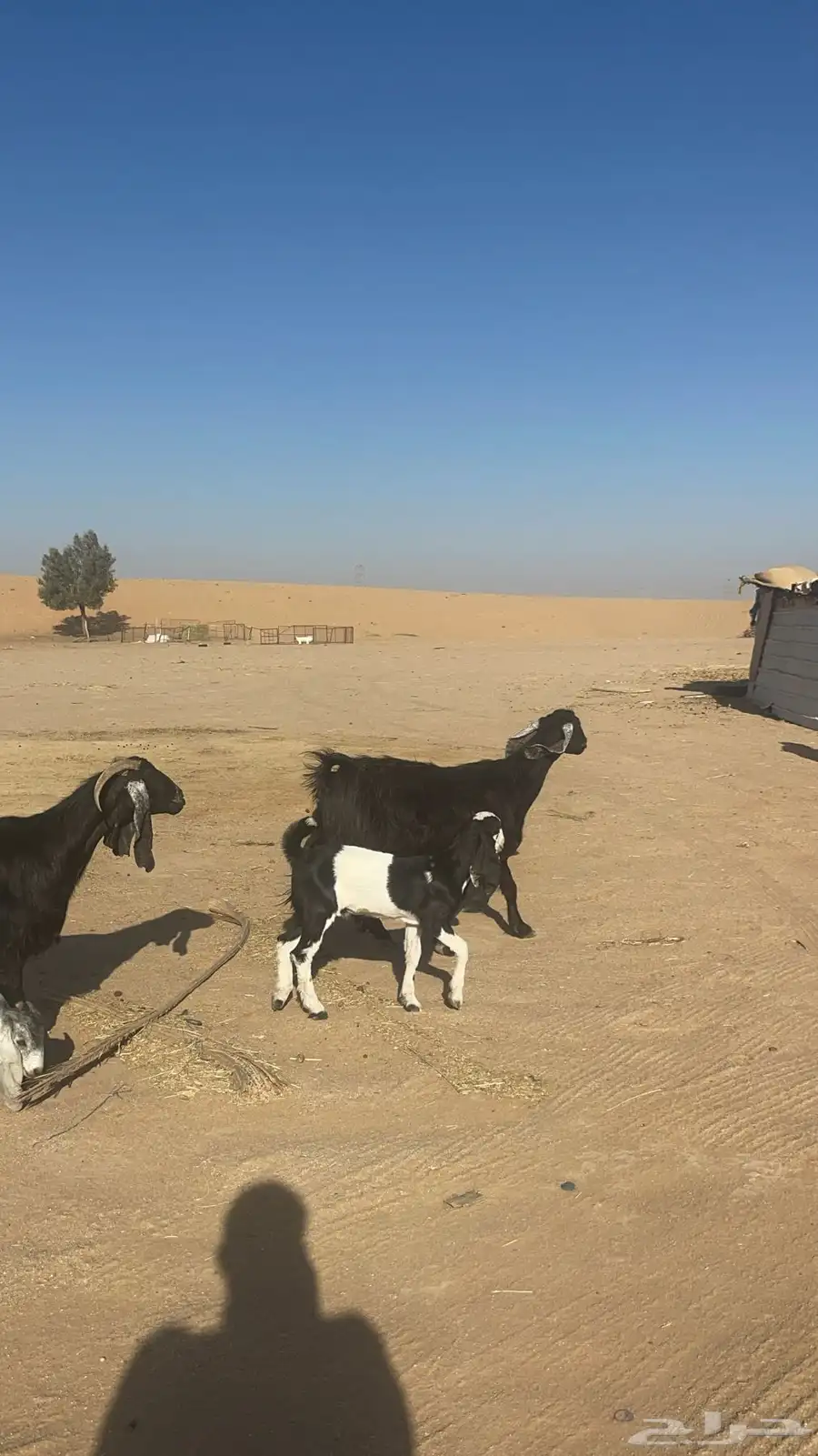 معزا على واحد تم البيع 0