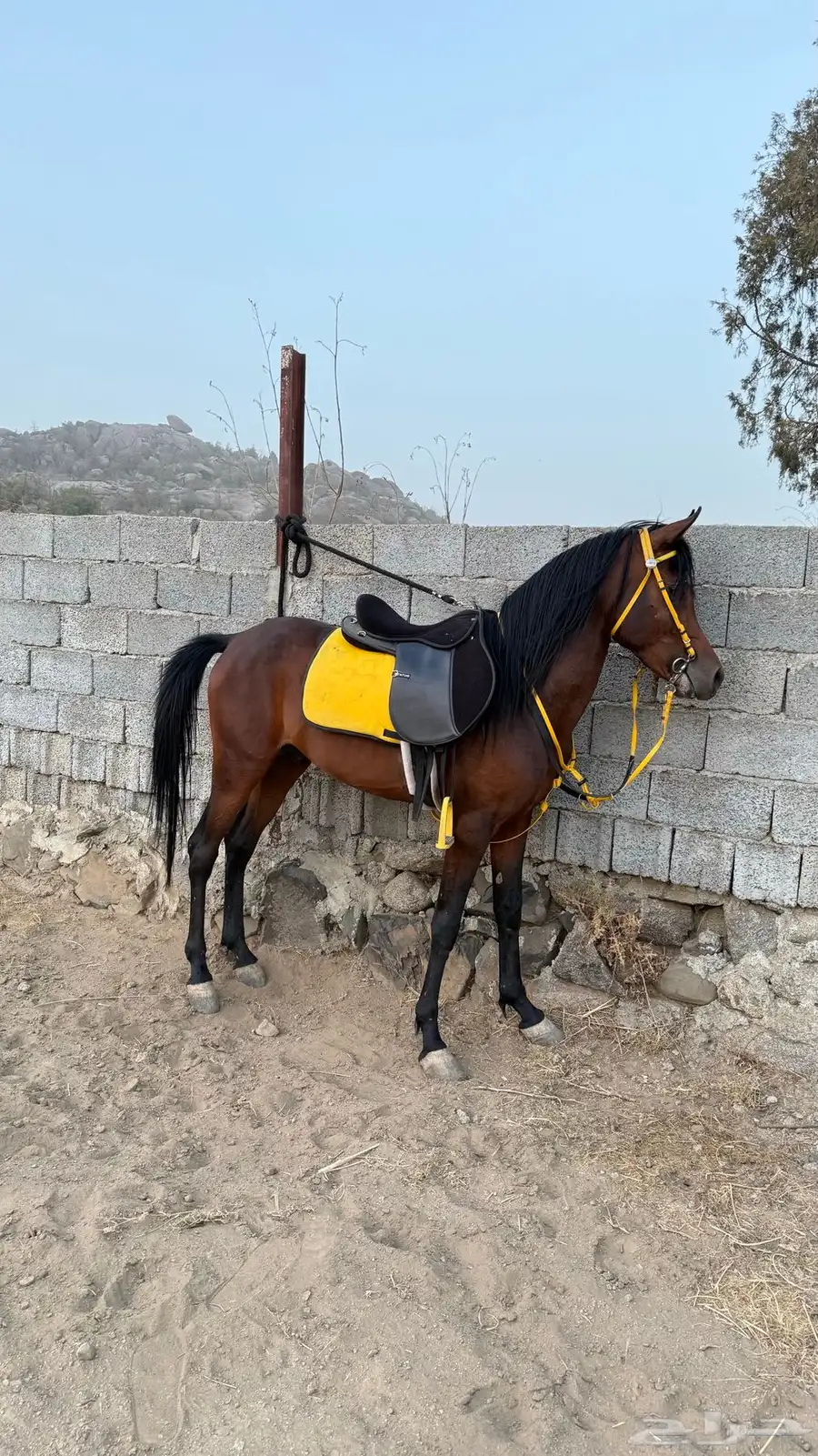 حصان شعبي العمر 3 سنوات اطباعه زينه حار ومعسوف 1
