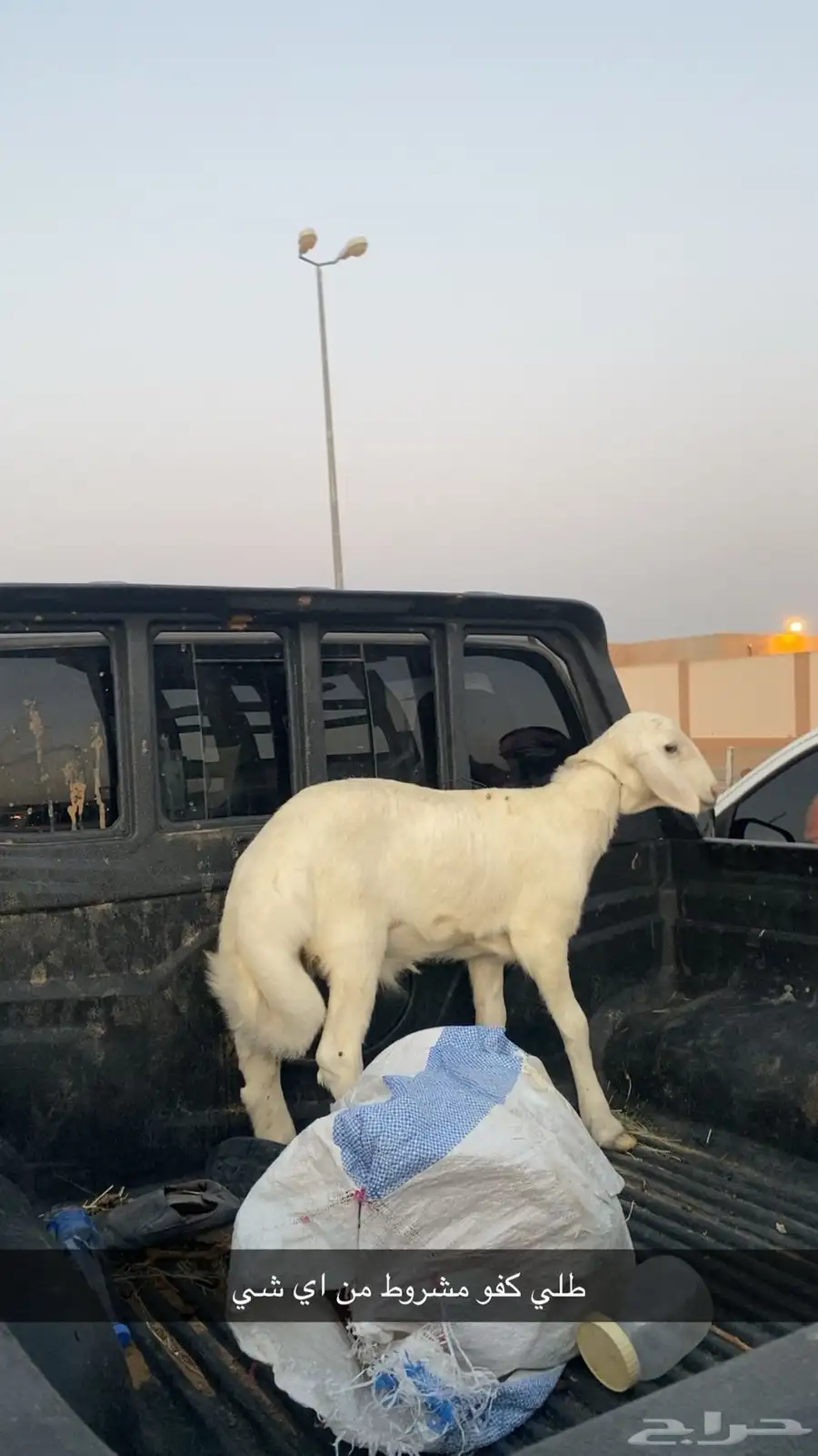 حري ذبيحه كفو السوم 1050 0