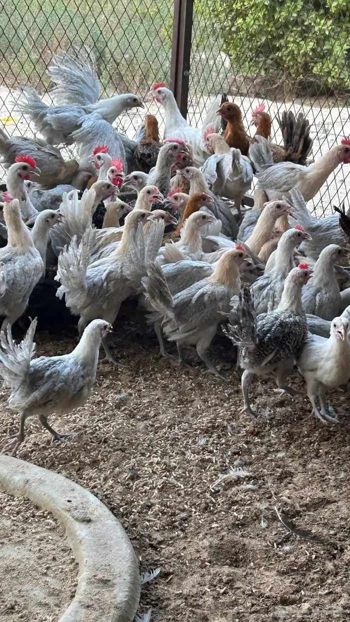 دجاج فيومي ماشاءالله صحه ونظافه على الشرط الموقع الأحساء 1
