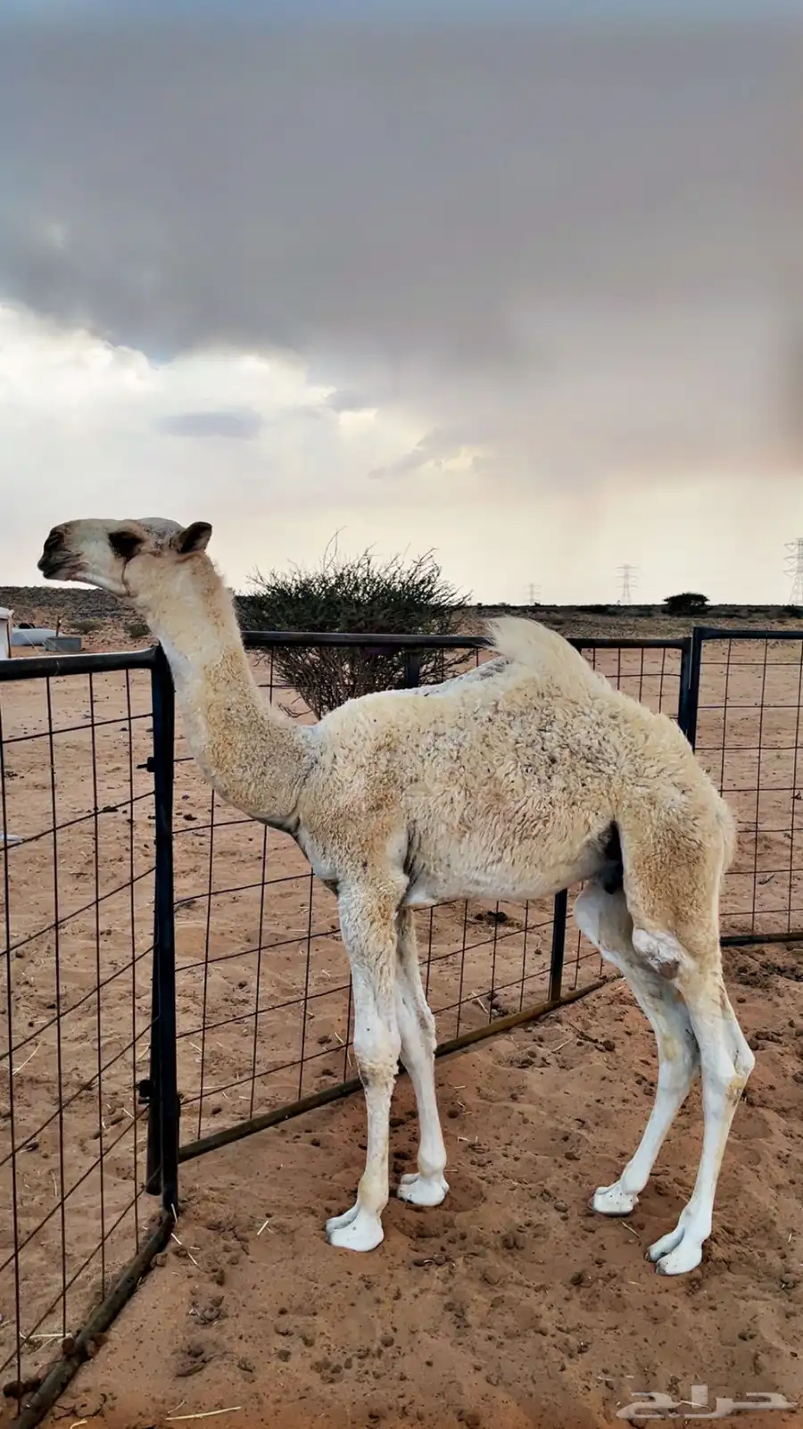 حوار للبيع من عيال بعارين ابن حميد 2