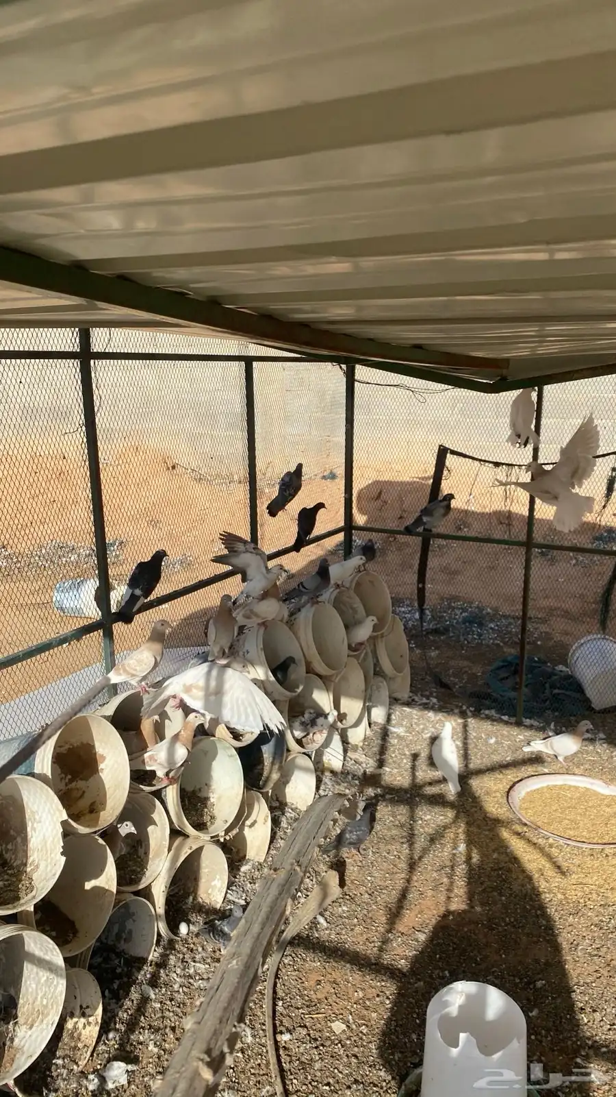 حمام 2