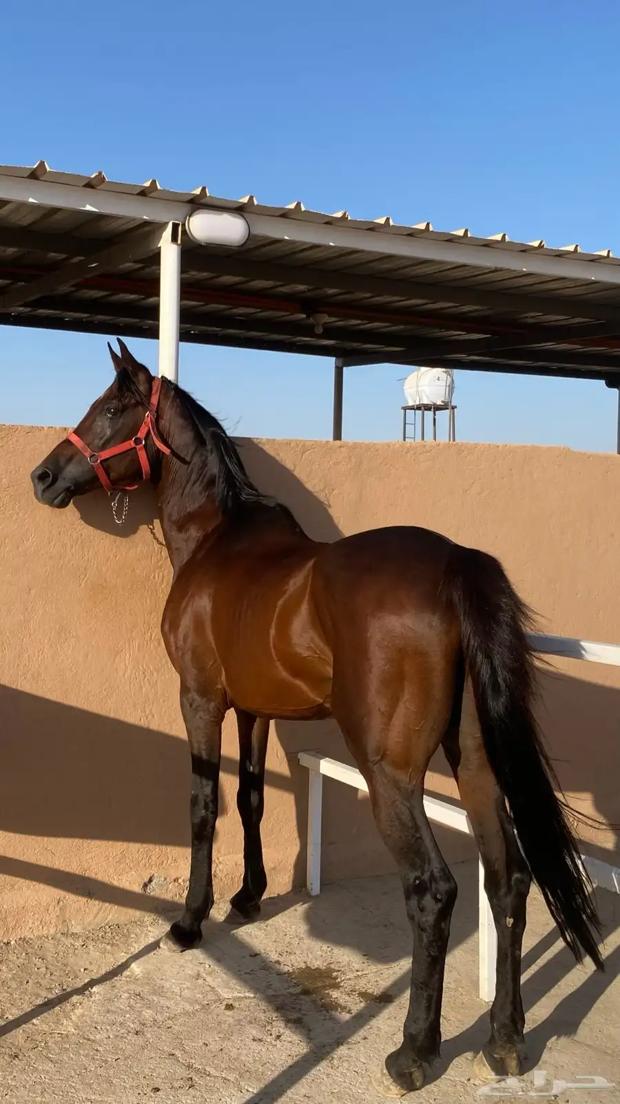 حصان خط سرعه للبيع 0