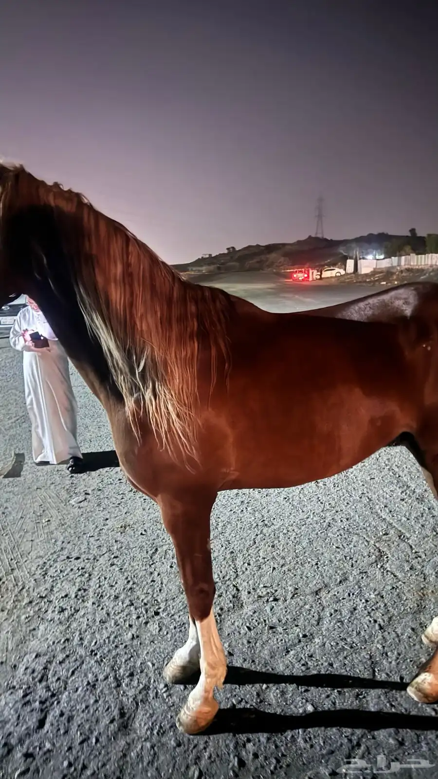 حصان شعبي العمر 3 سنوات تقريبا  الأرتفاع 6 ونص 6