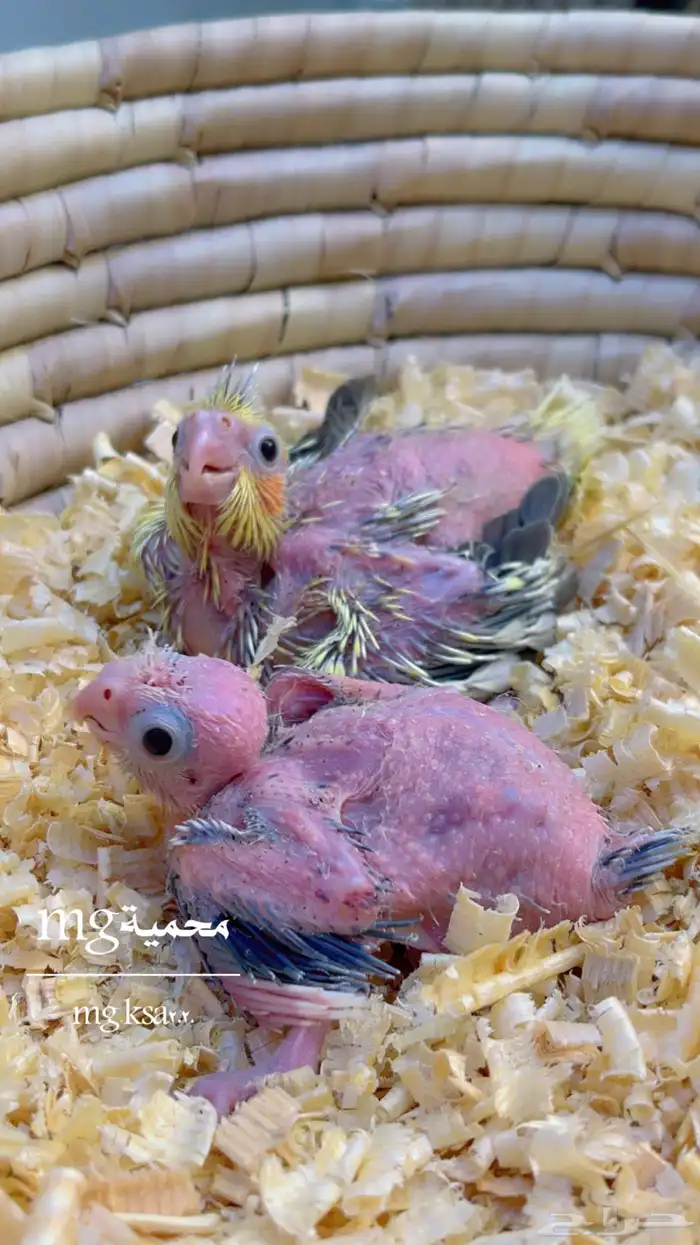 فروخ كروان نورمل وفراشة وهولندي تم البيع الله يبارك 1