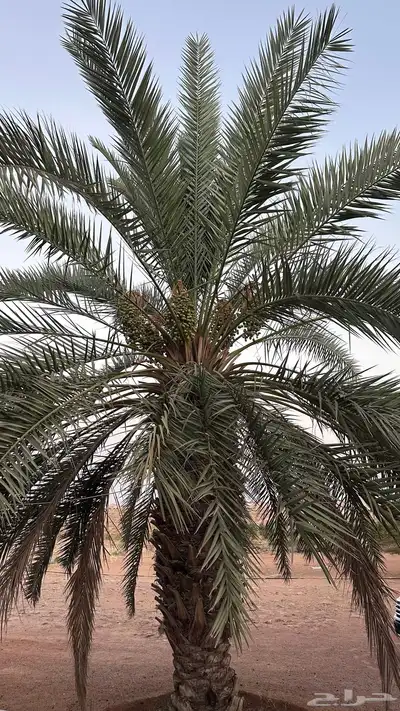 نخل للبيع 3