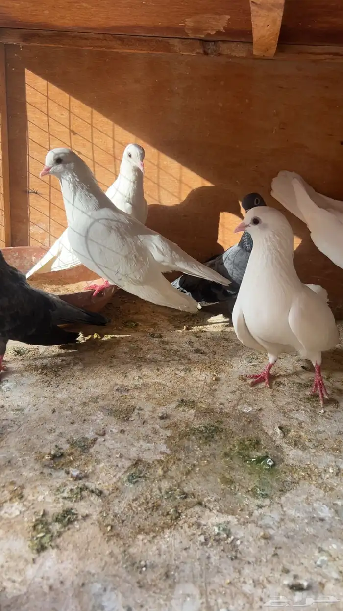 حمام صنعاني 2