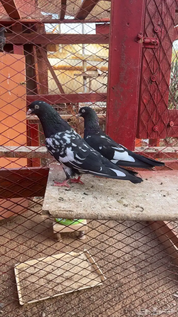 حمام باكستاني. تمم البيع 2