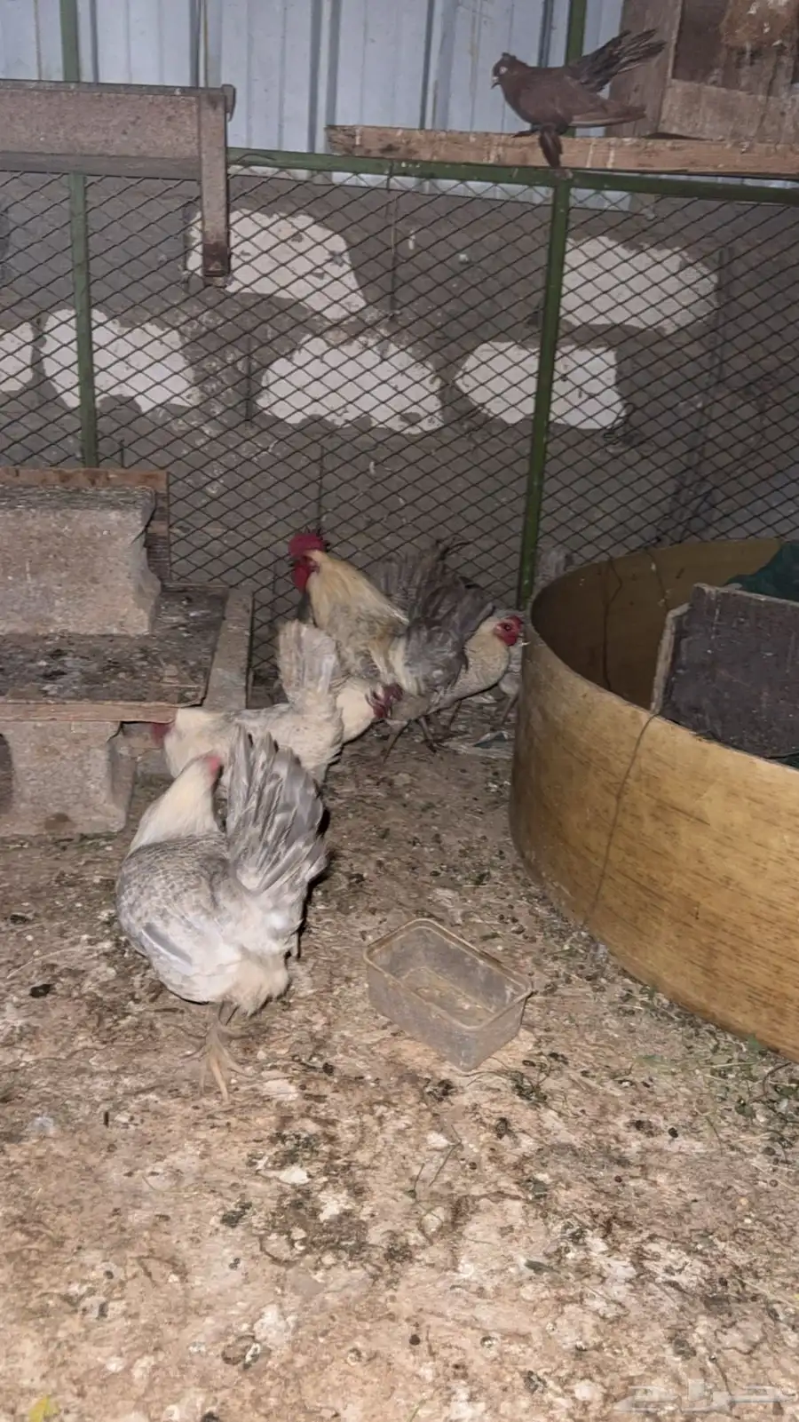 دجاج فيومي المنيوم 0