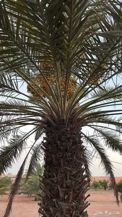 نخل للبيع 0