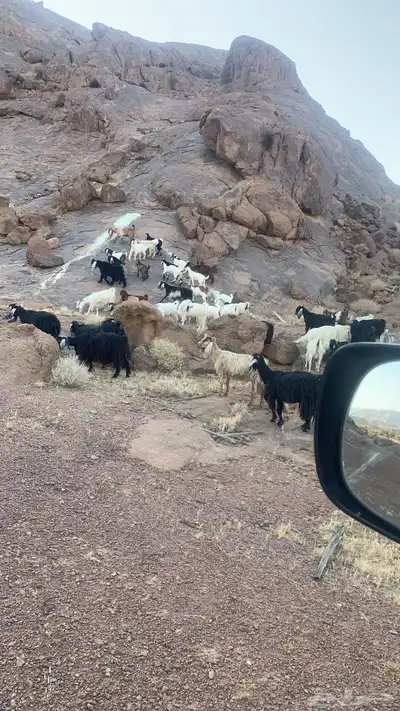 تيوس وجفار 0