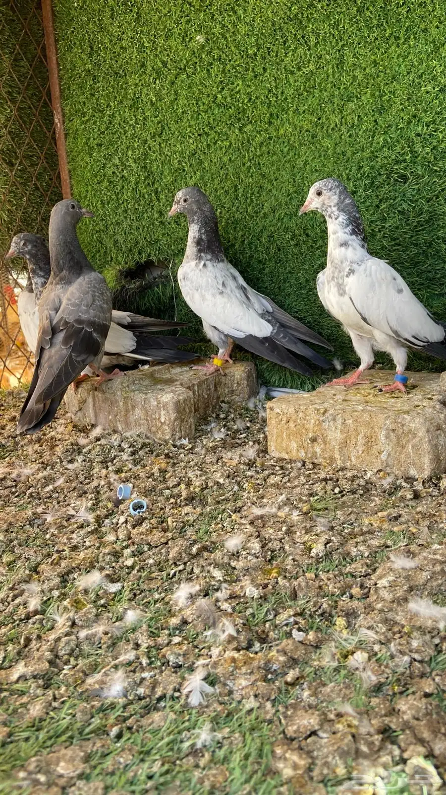 طبات هندي او باكستاني 2