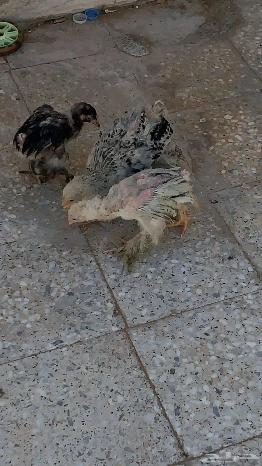 صوص براهما 2