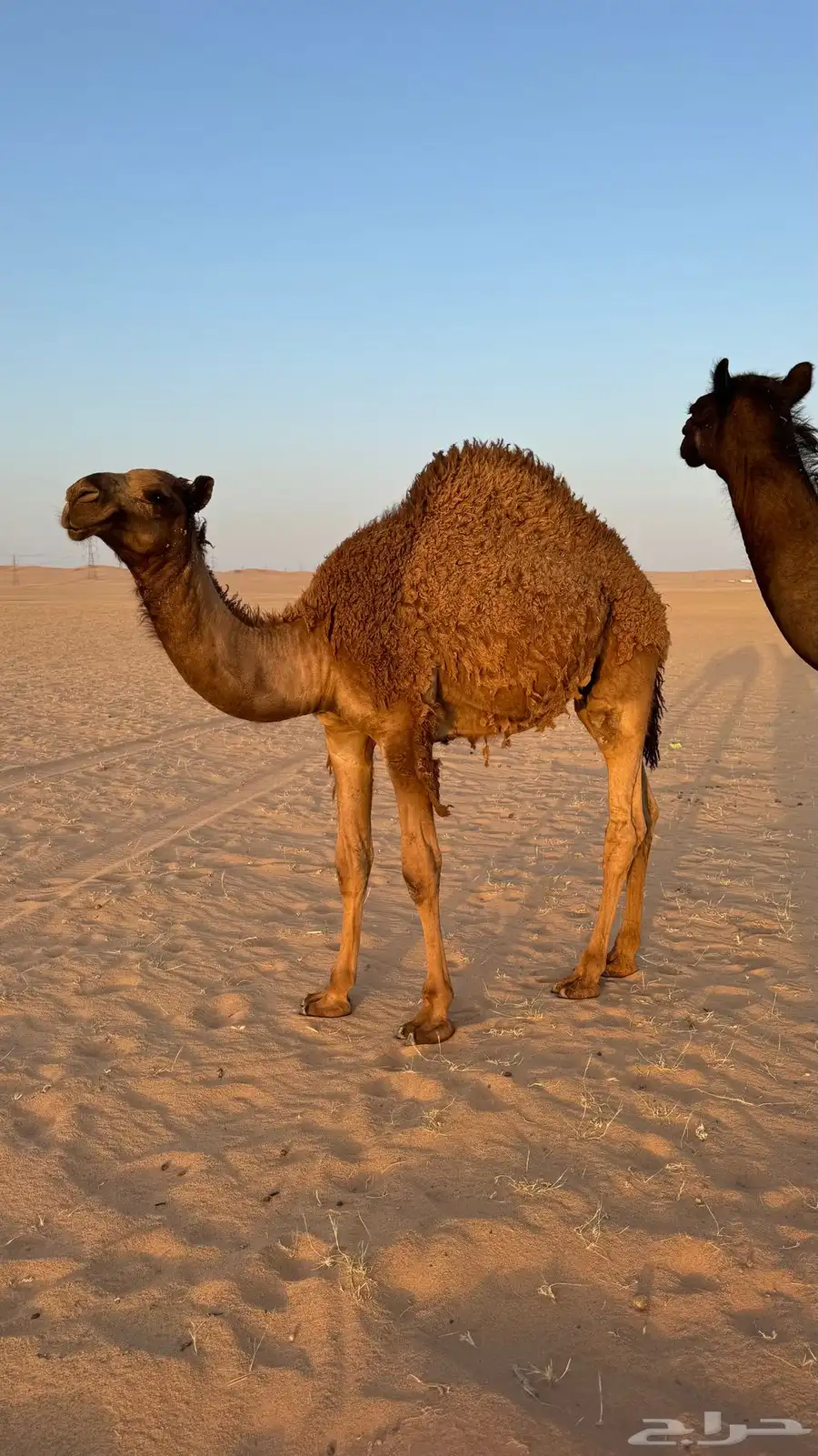 قعود سمين جدا 1