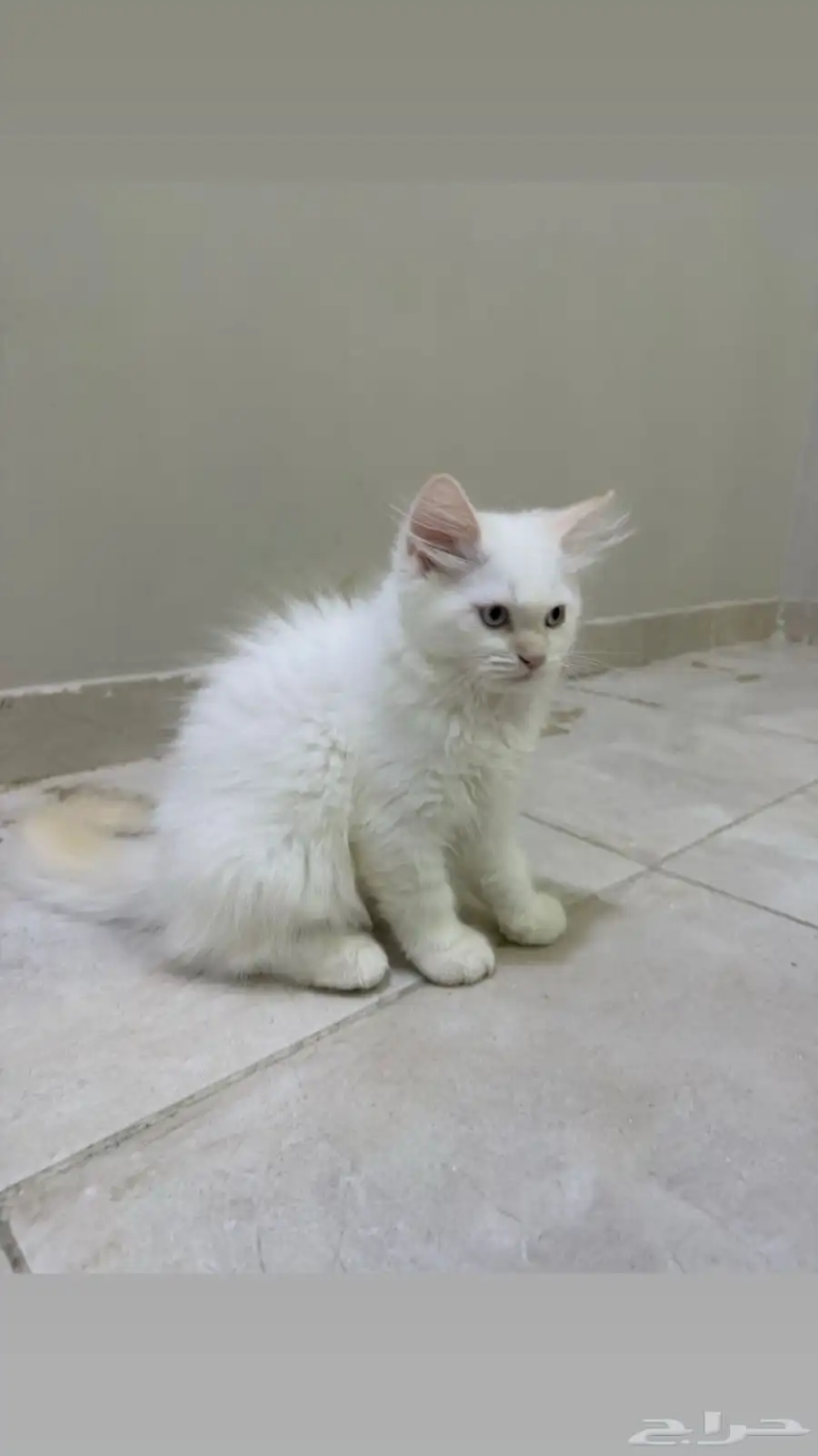 للبيع قطط بيت ذكر 0