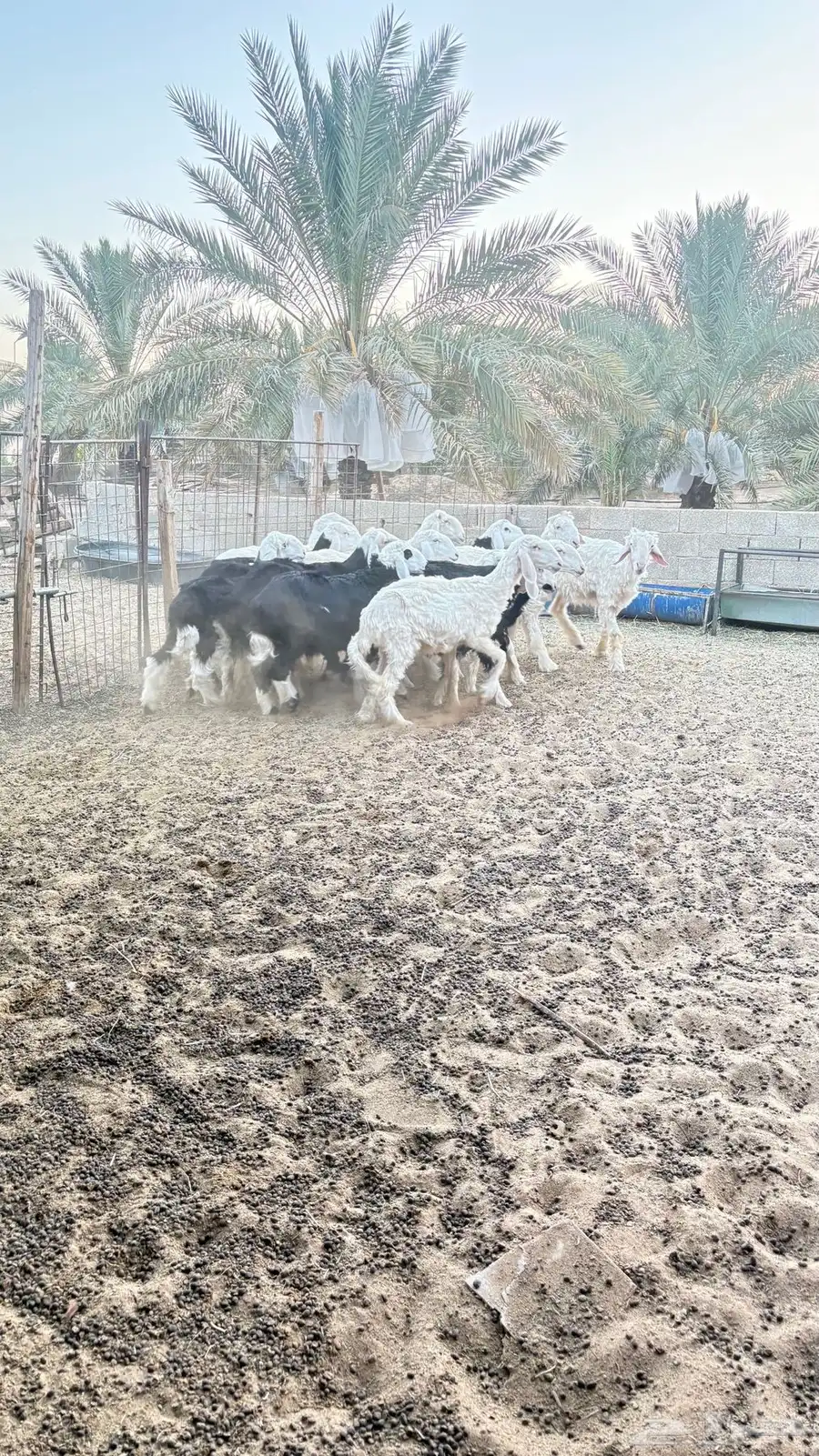 غنم نجدي للبيع 3