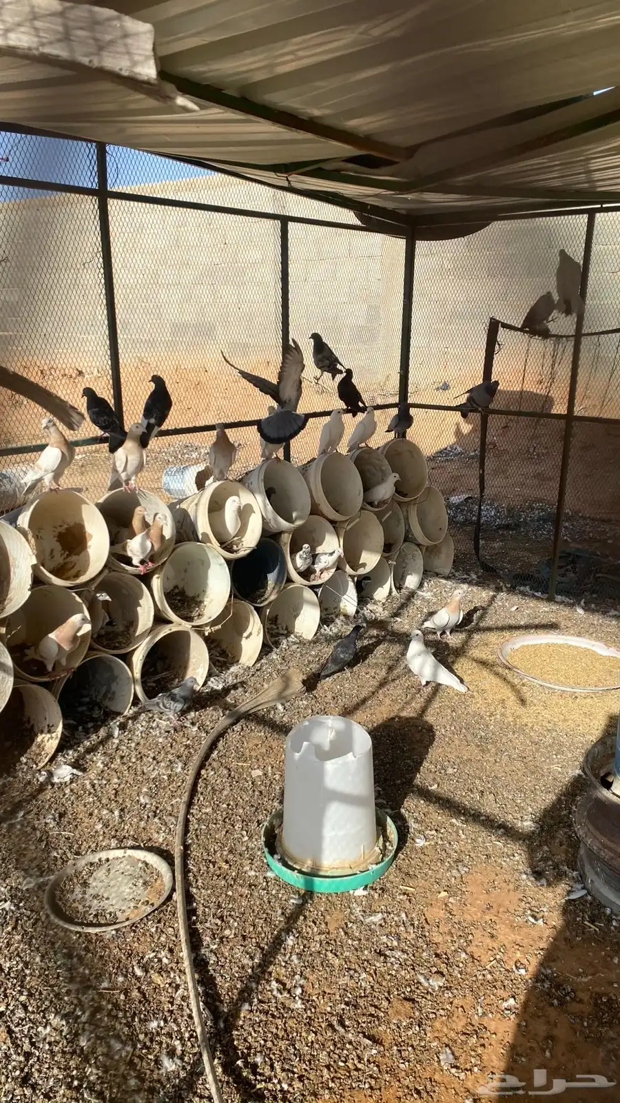 حمام 1