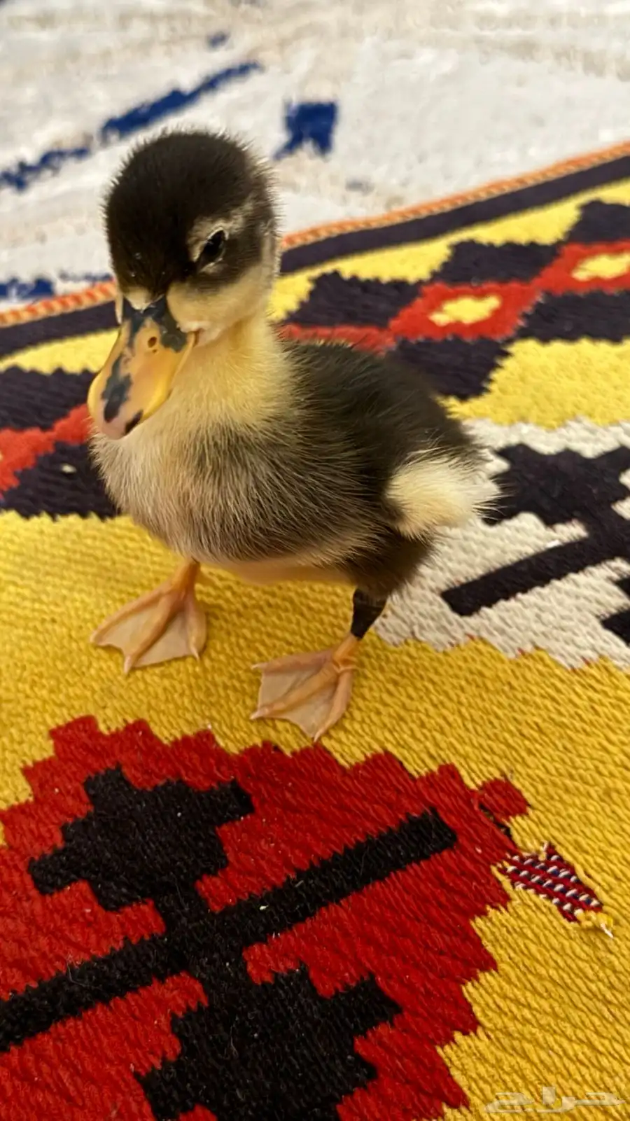 بطه لعوبه 3