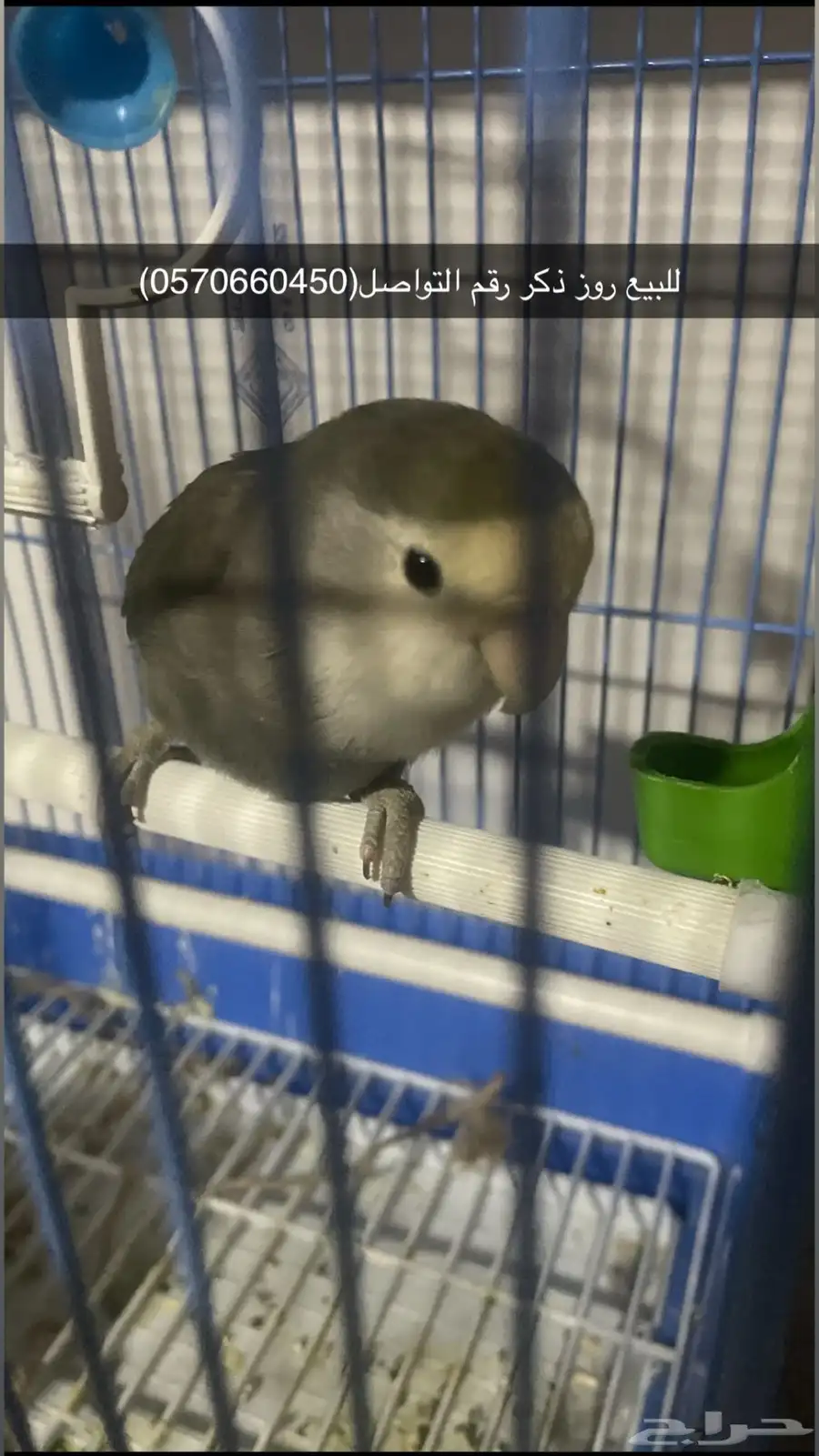 ذكرا 0
