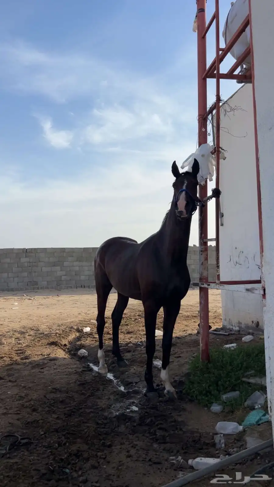 حصان شعبي كفو وسبوق ومحقق 2