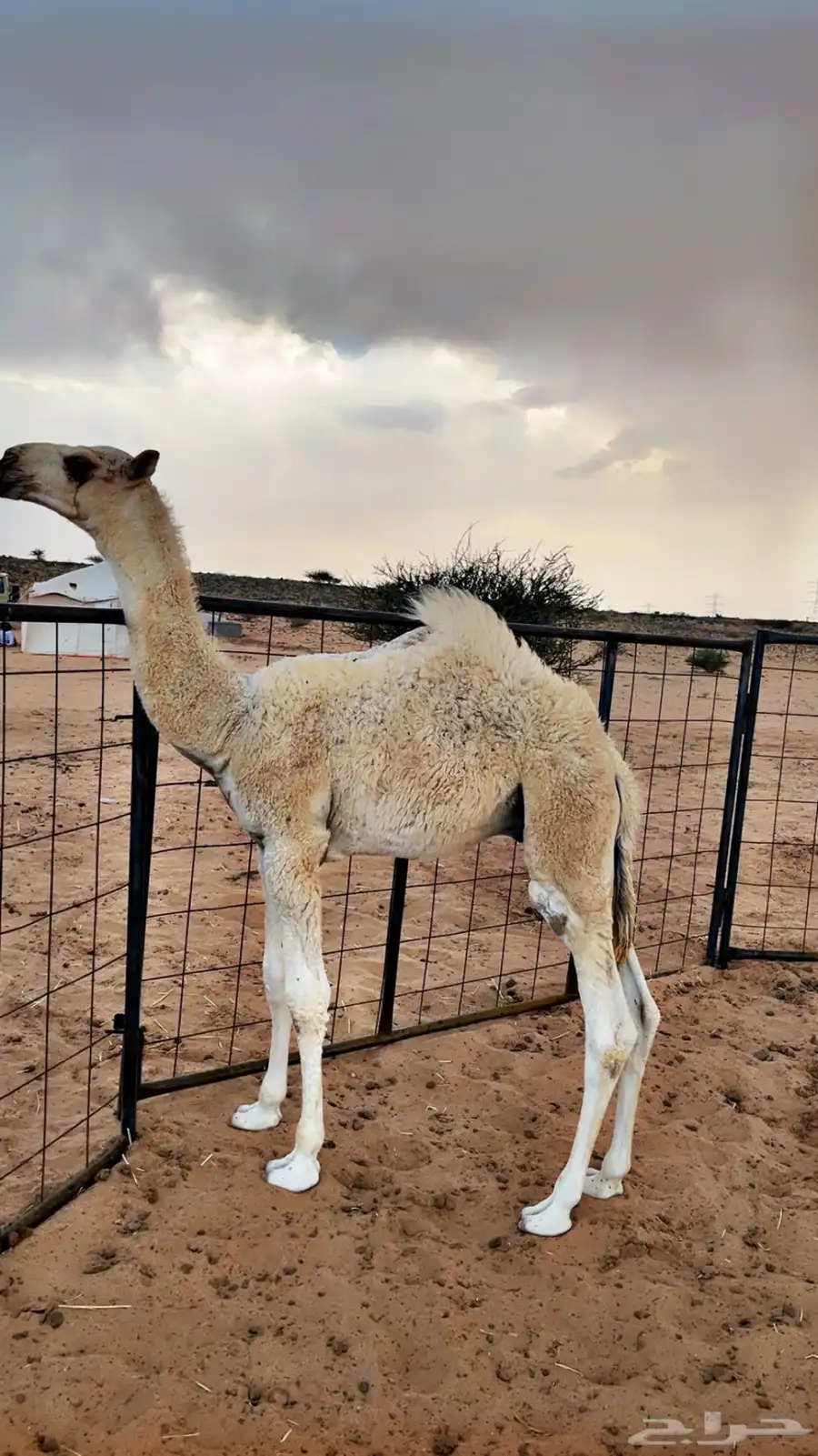 حوار للبيع من عيال بعارين ابن حميد 0