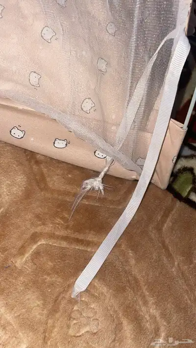 بيت للقطط 2