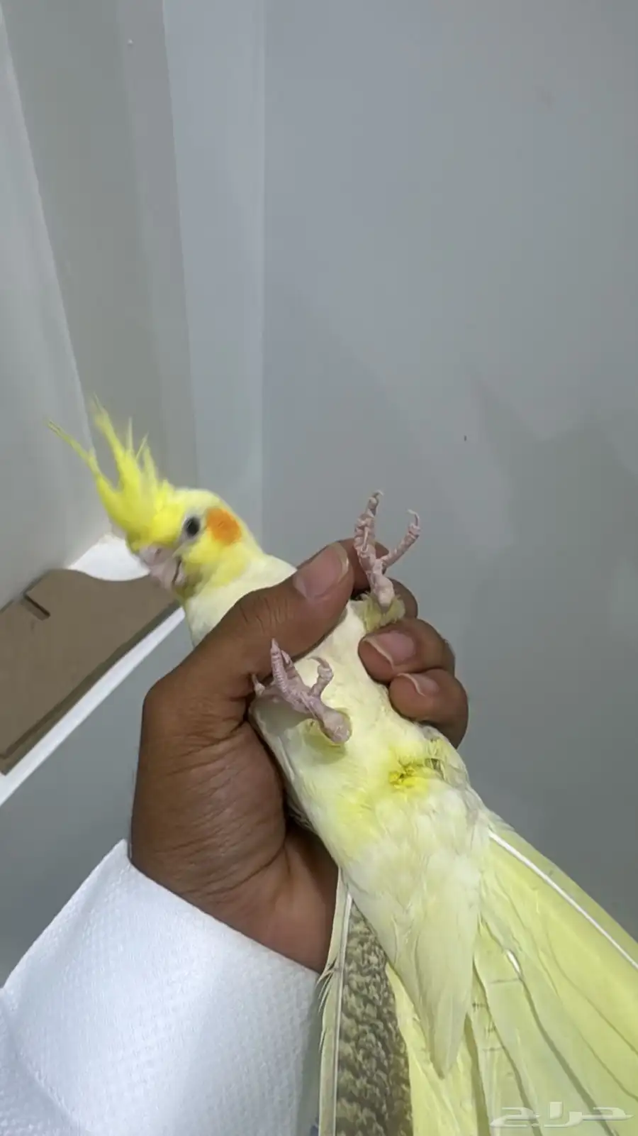 كروان اليف ويصلح للأطفال 4