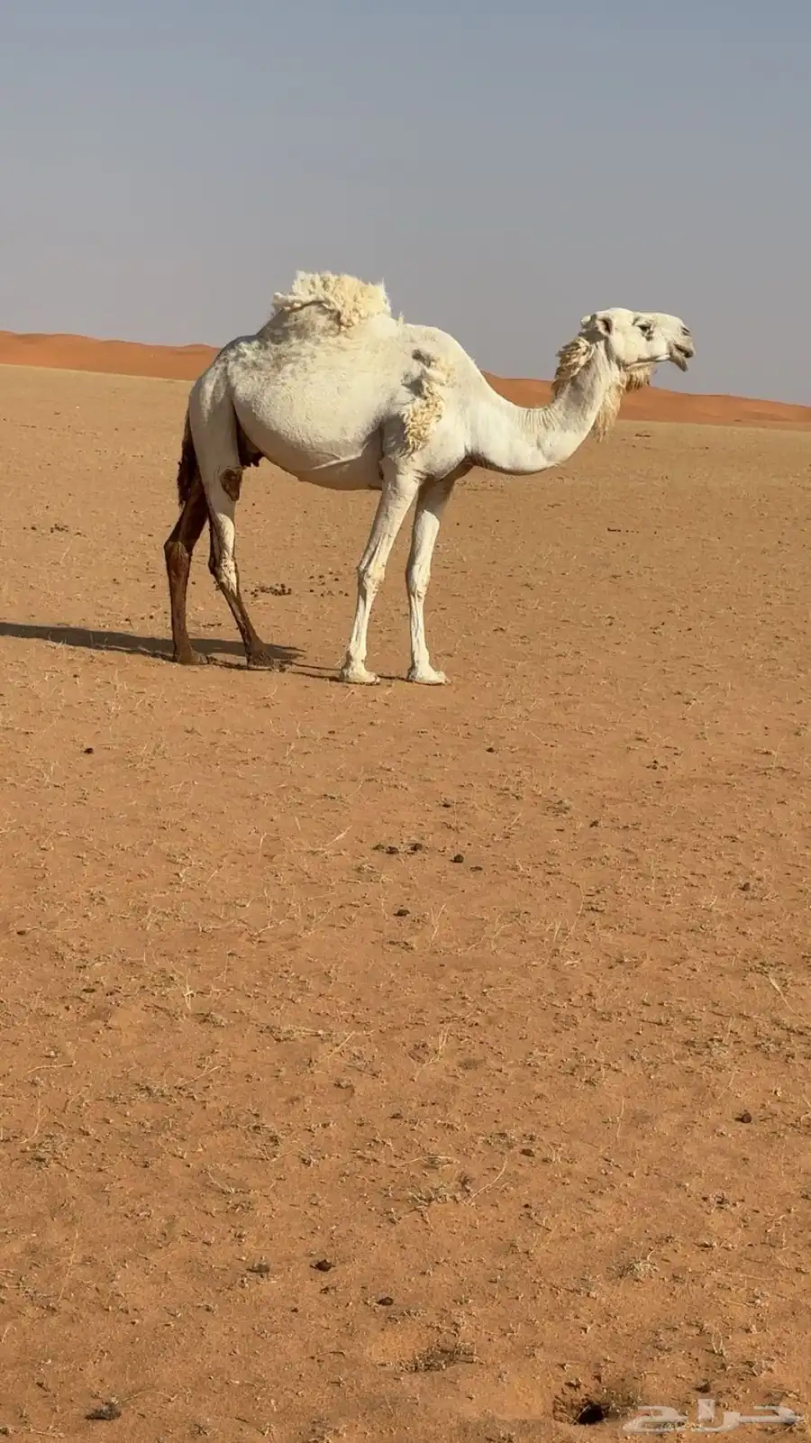عشرا ضريبة 0