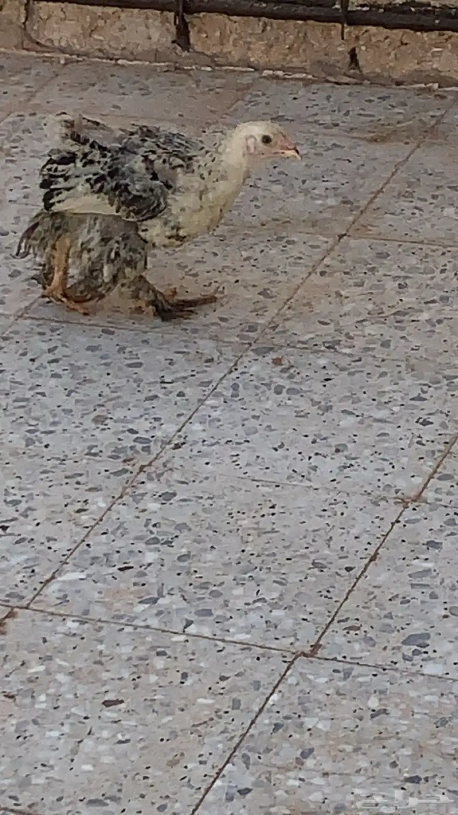 صوص براهما 0