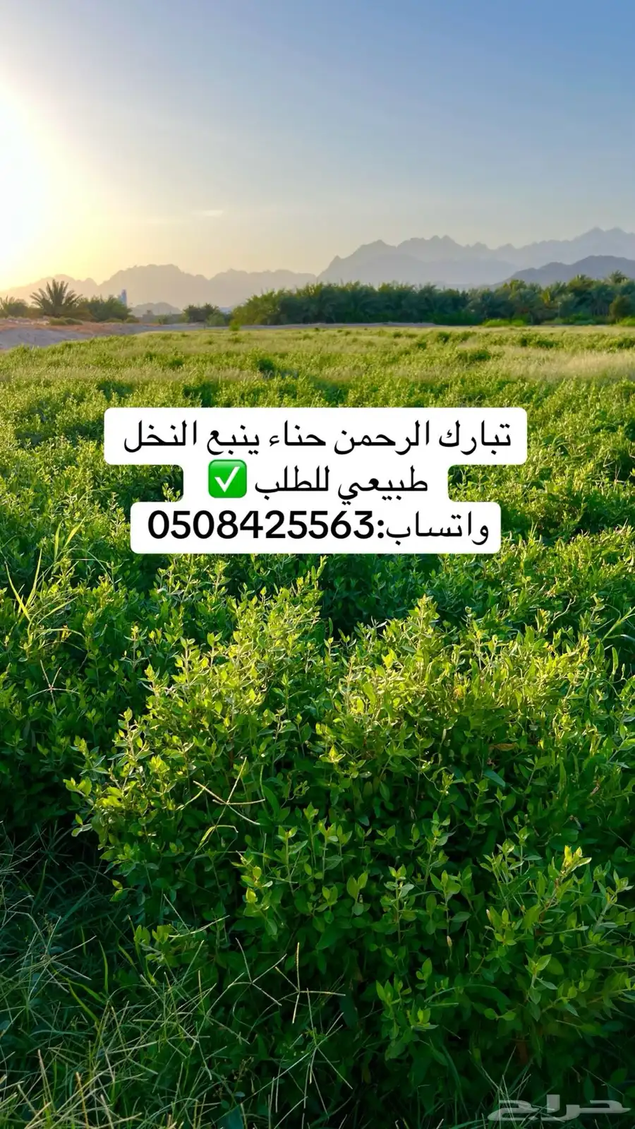 سدر وحنا ينبع النخل عضوي بدون إضافات 9
