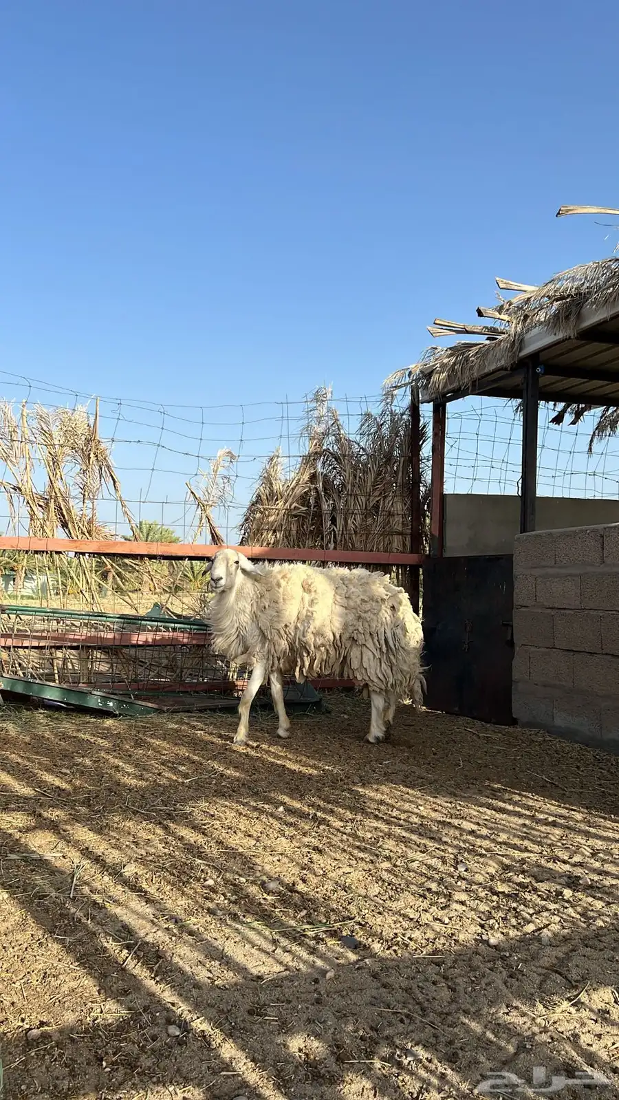 للبيع فحل حري مشروط ضراب وحار مع الغنم 0