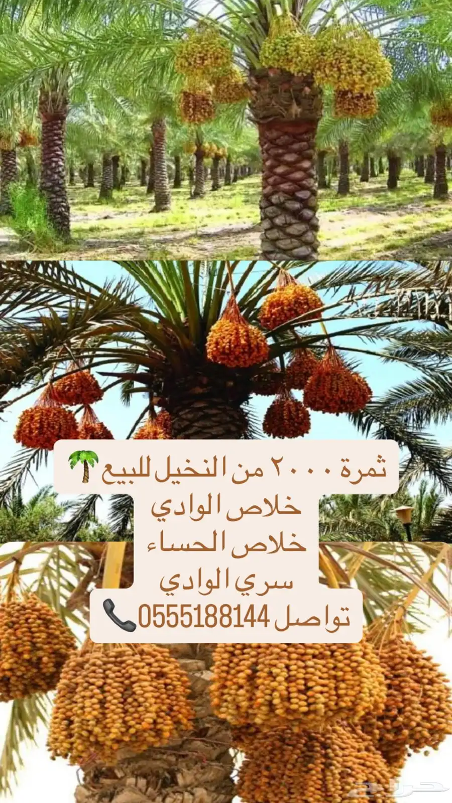 ثمرة النخل عدد 2000 ألفين نخله 0