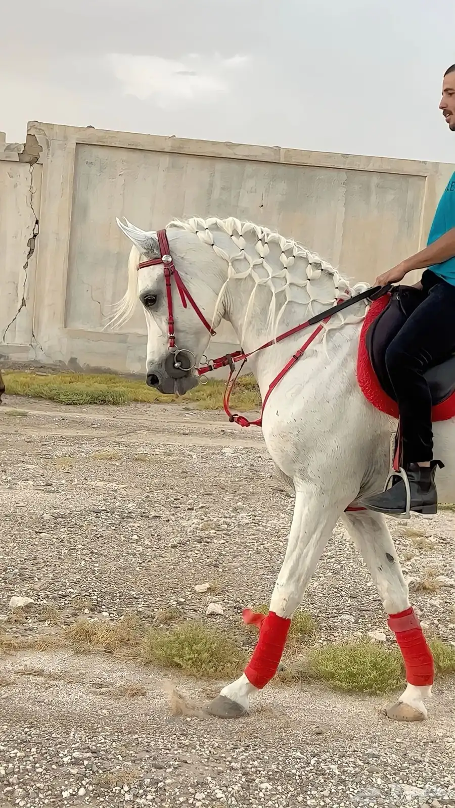 عسف خيل وتجهيزها للشتاء 2