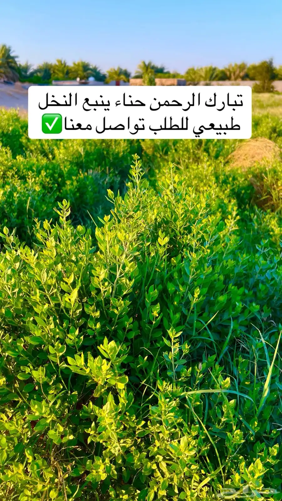 سدر وحنا ينبع النخل عضوي بدون إضافات 10
