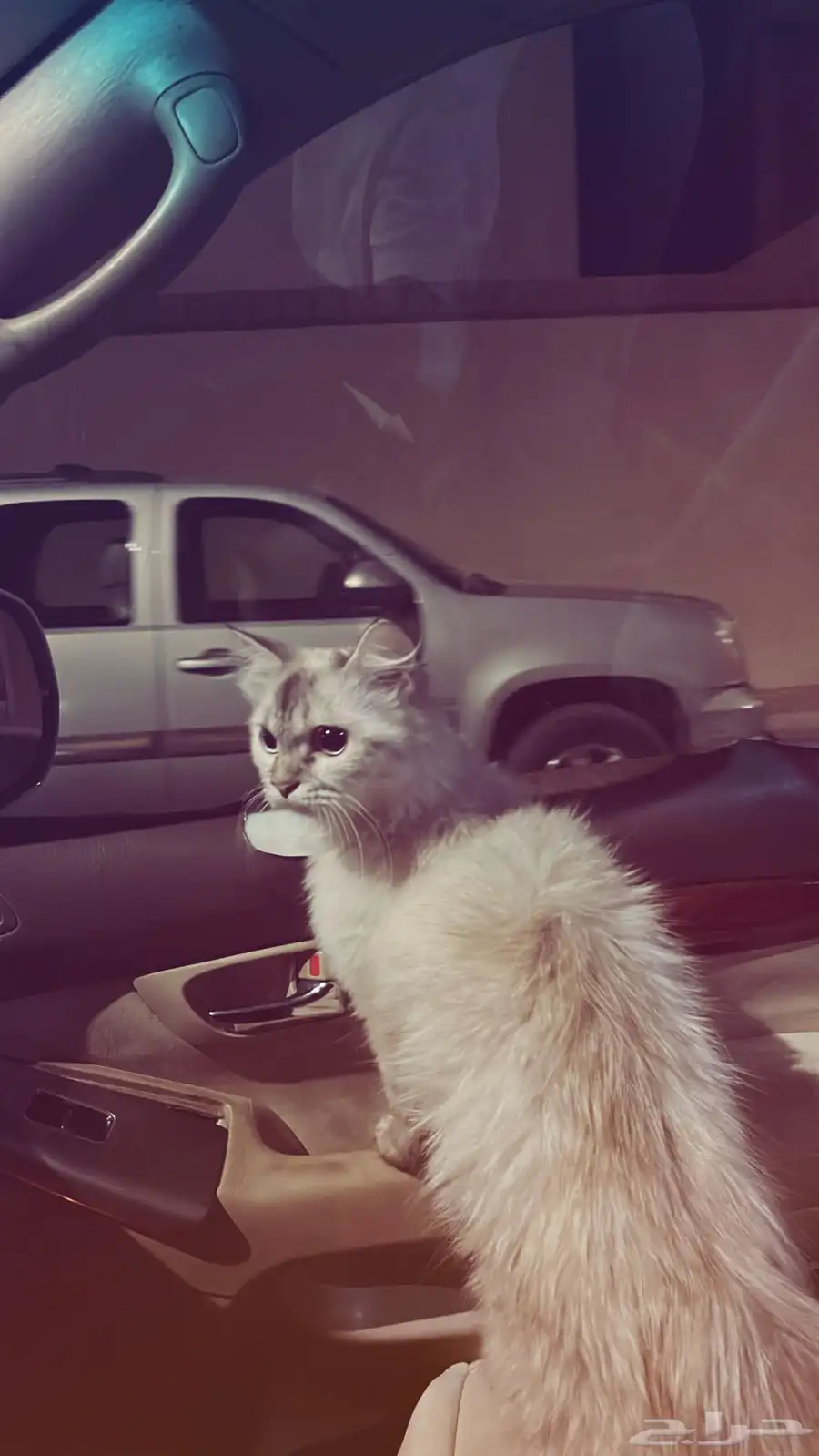 للتبني ام هملايا و كتنز عمرهم شهرين ونص و الام عمرها سنه 1
